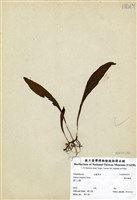 藏品(萊氏線蕨)的圖片